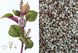 紫苏籽提取物饲喂动物性能优越