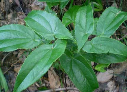 Epimedium Extract (Horny Goat Weed)