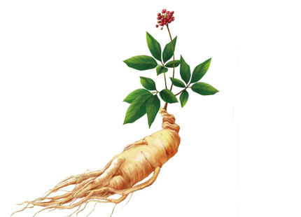 Ginseng Extract Powder