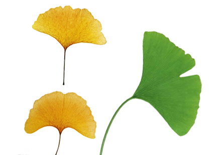 Ginkgo Biloba Extract Powder