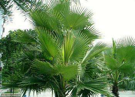 Saw Palmetto Extract Powder