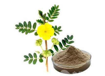 Tribulus Terrestris Extract Powder