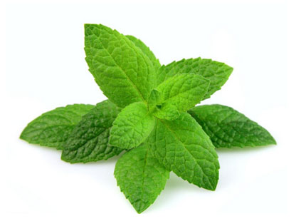 Mint Extract Powder