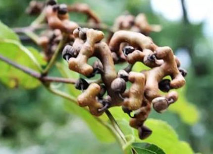 Schisandra Extract Powder