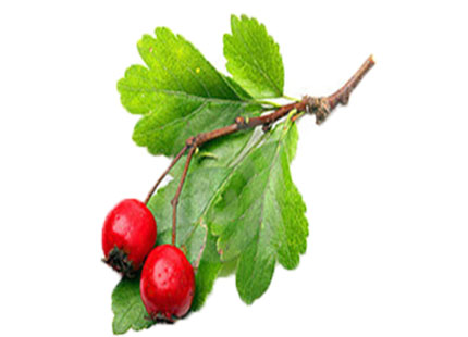 Hawthorn Leaf Extract Powder